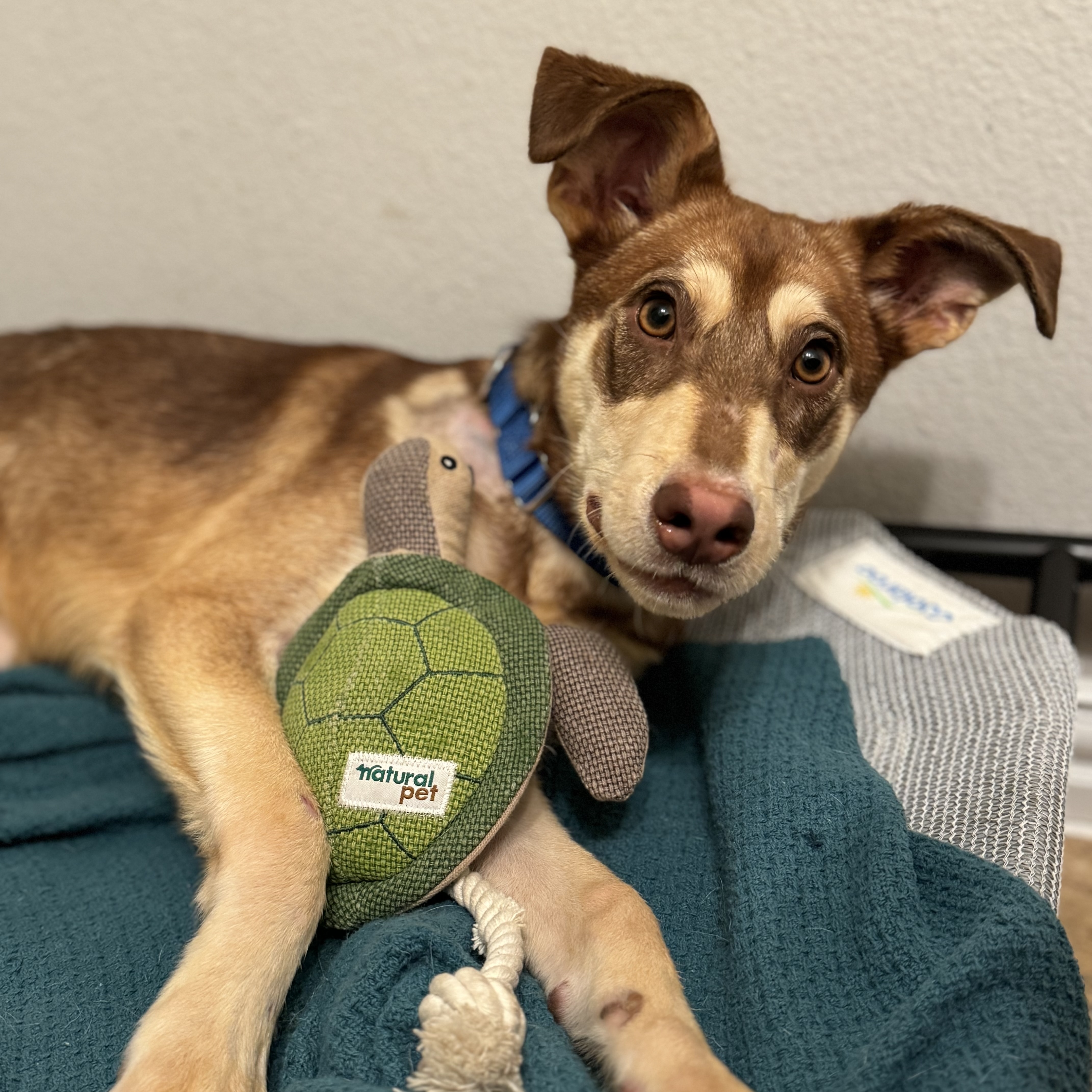 Dog for adoption Moose, a Mixed Breed in Peoria, IL Petfinder