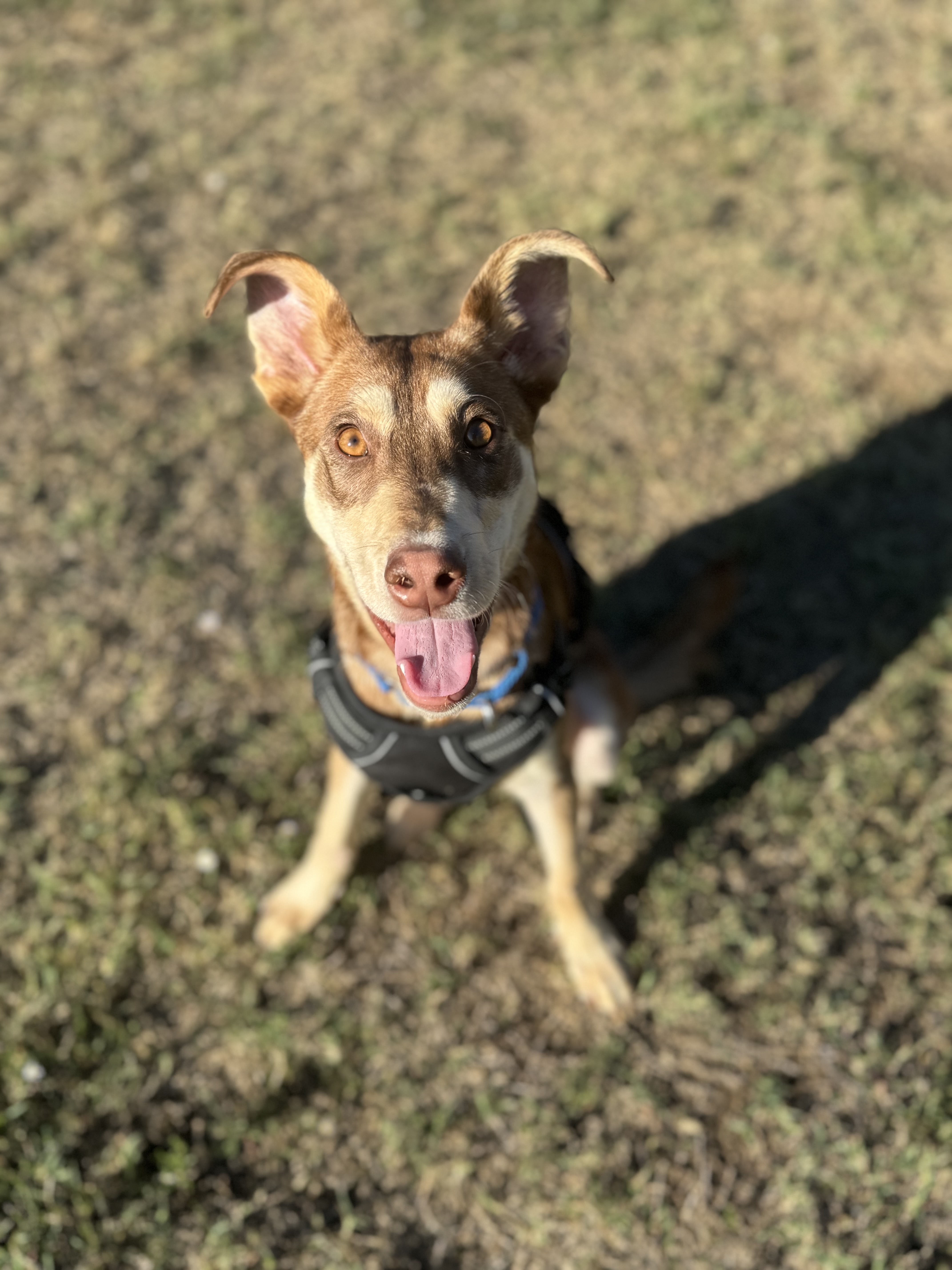 Dog for adoption Moose, a Mixed Breed in Peoria, IL Petfinder