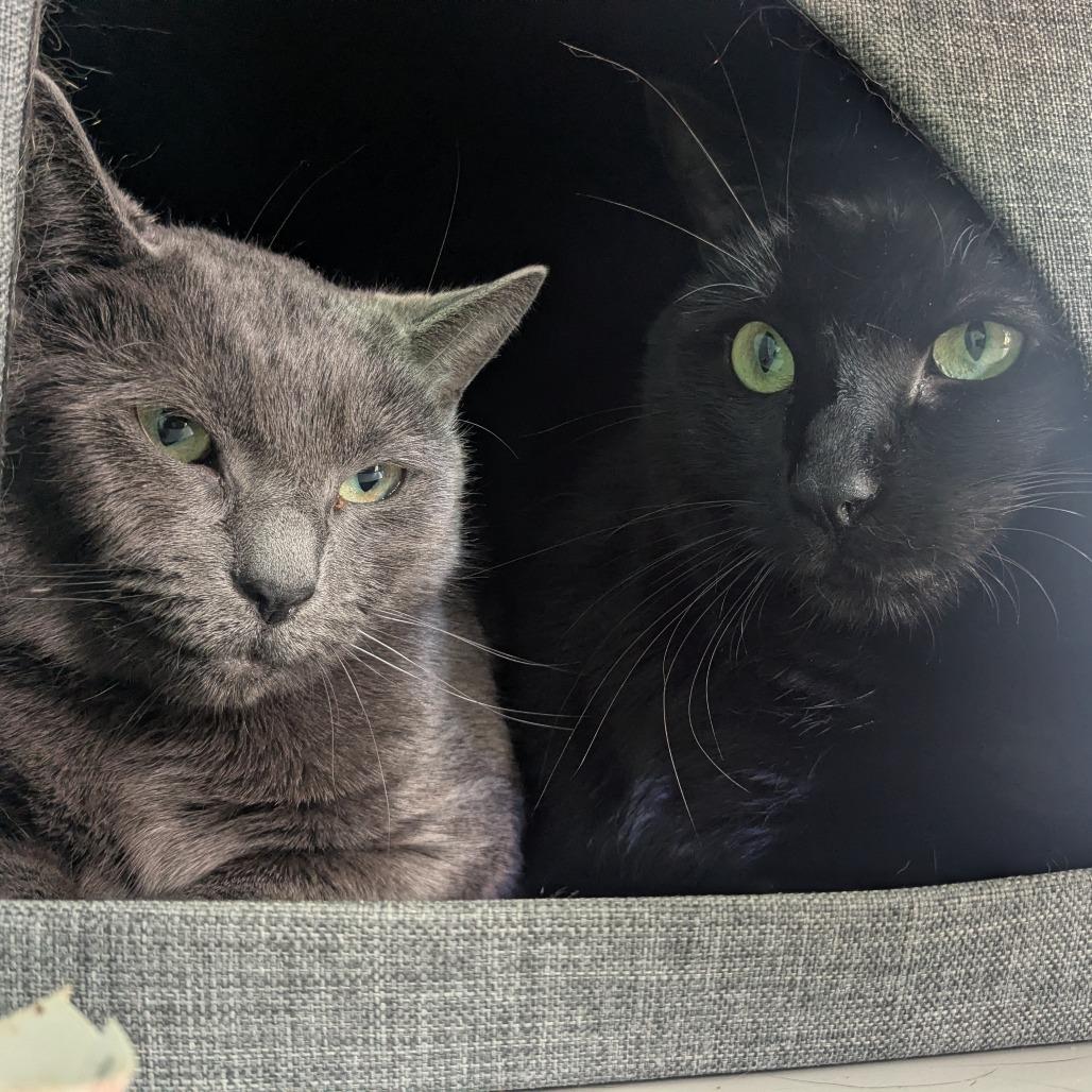 Luca, Adoptable, Adult Male Domestic Short Hair.