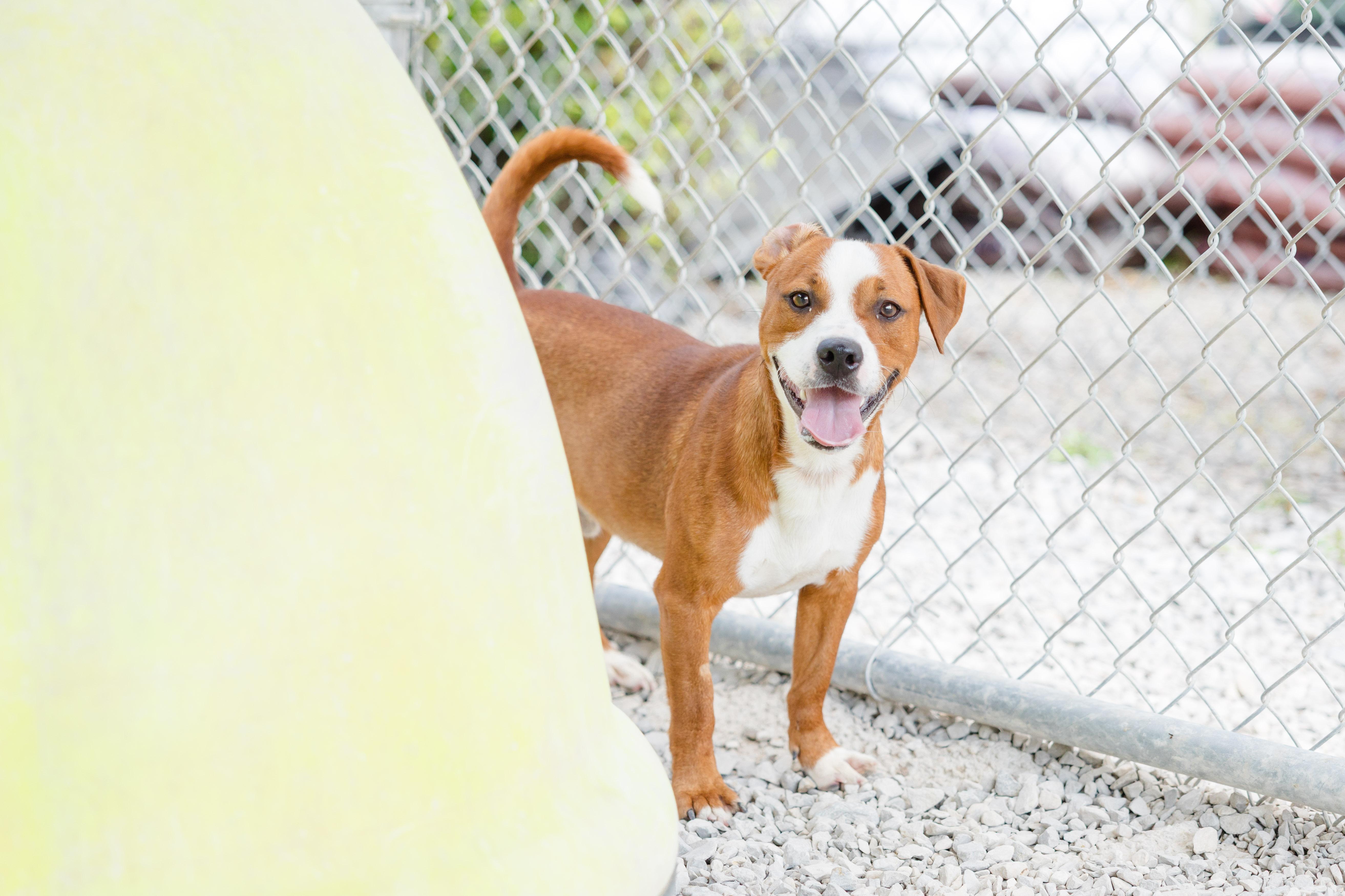 Chuck E., ADOPTABLE, Adult Male Beagle.