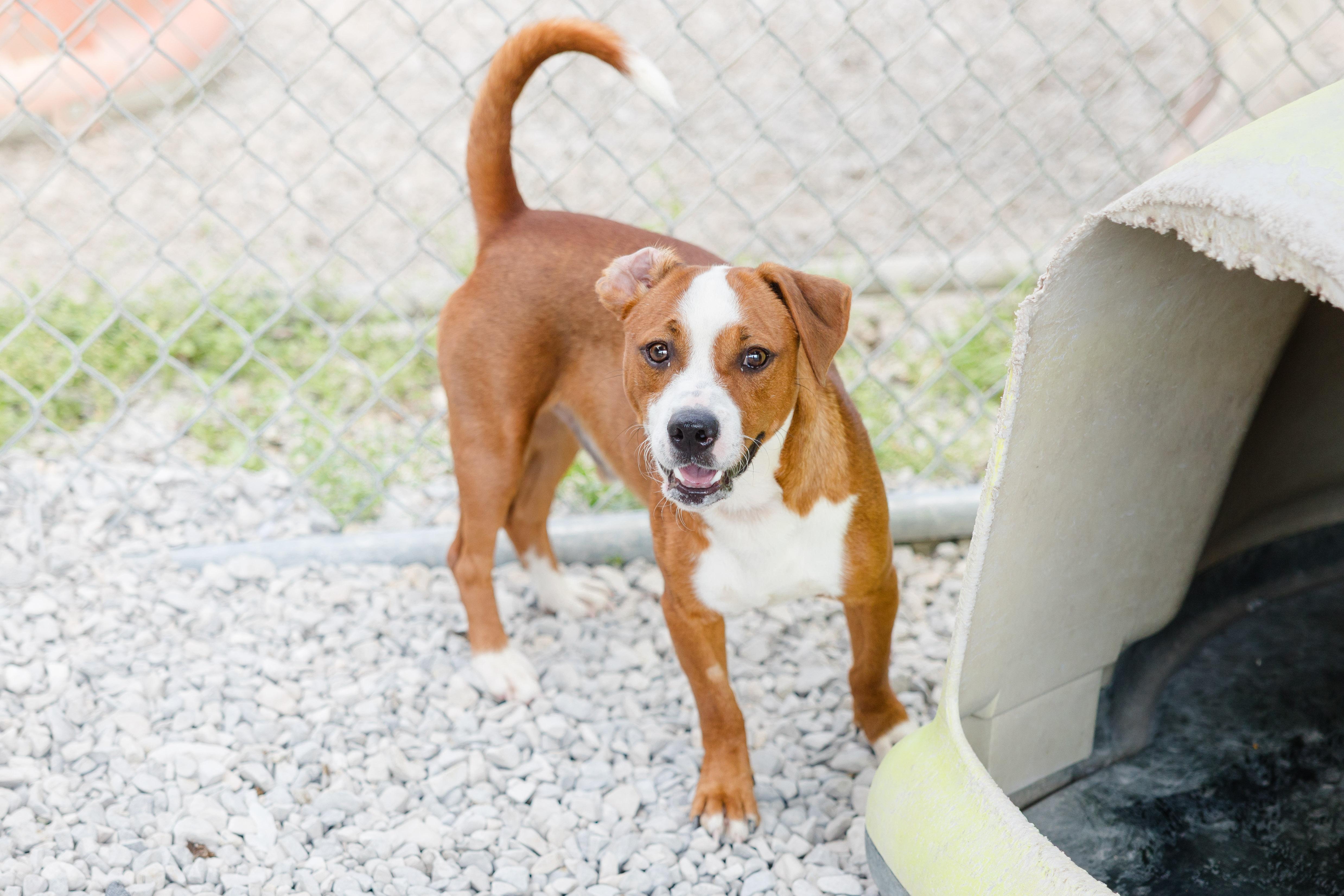 Enlarge Chuck E., a ADOPTABLE mixed breed in Newburgh, IN image 2/3