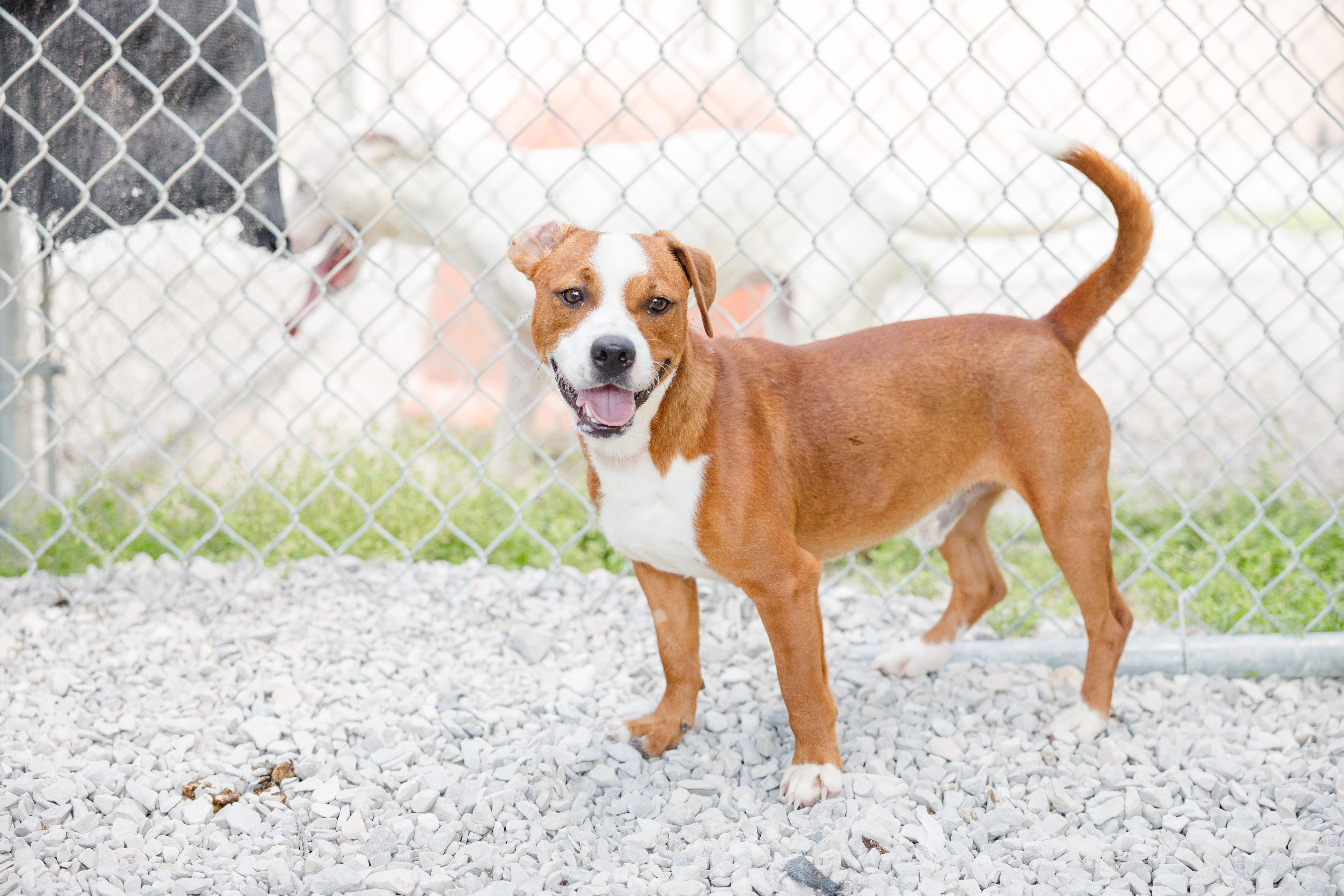 Enlarge Chuck E., a ADOPTABLE mixed breed in Newburgh, IN image 3/3
