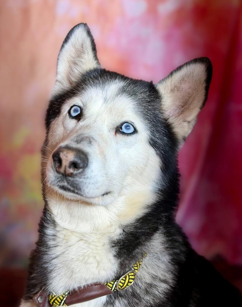 DEMI, Adoptable, Adult Female Husky.