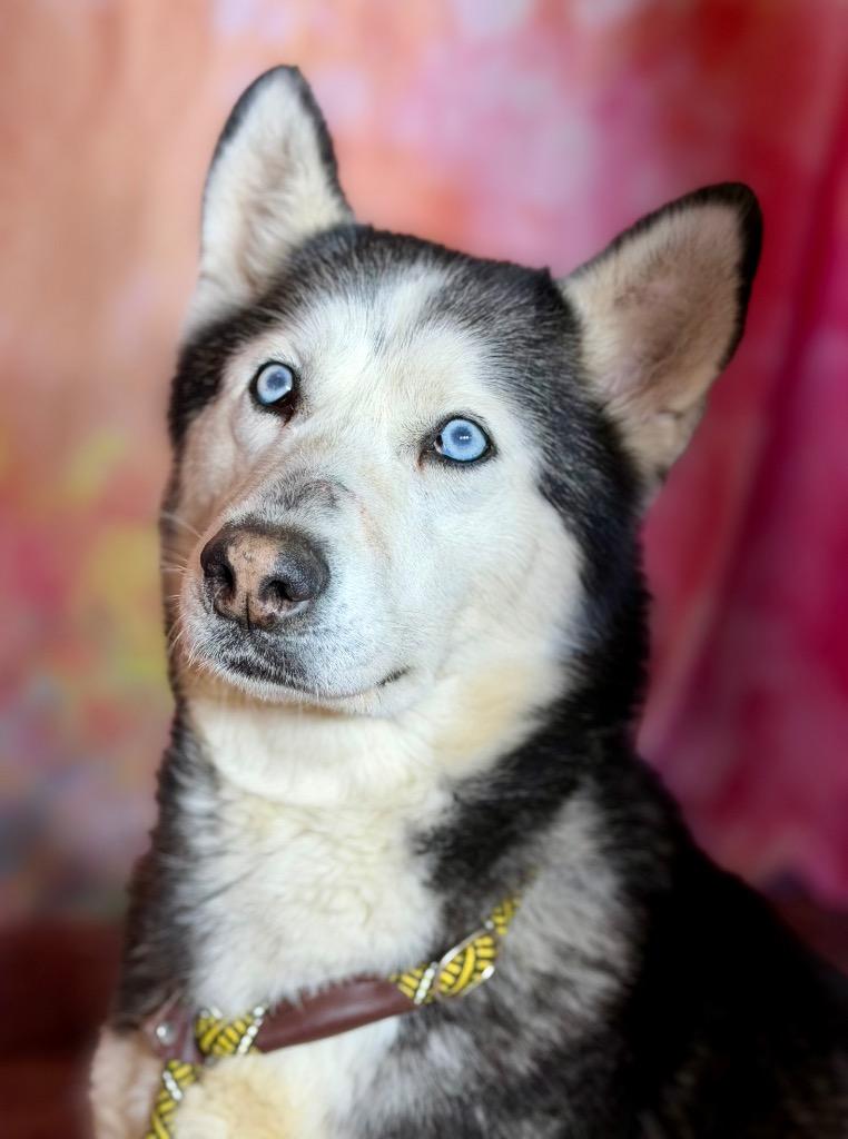 Enlarge DEMI, a Adoptable Husky in Wintersville, OH image 2/3