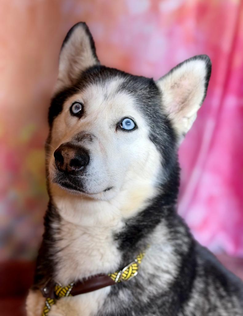 Enlarge DEMI, a Adoptable Husky in Wintersville, OH image 3/3