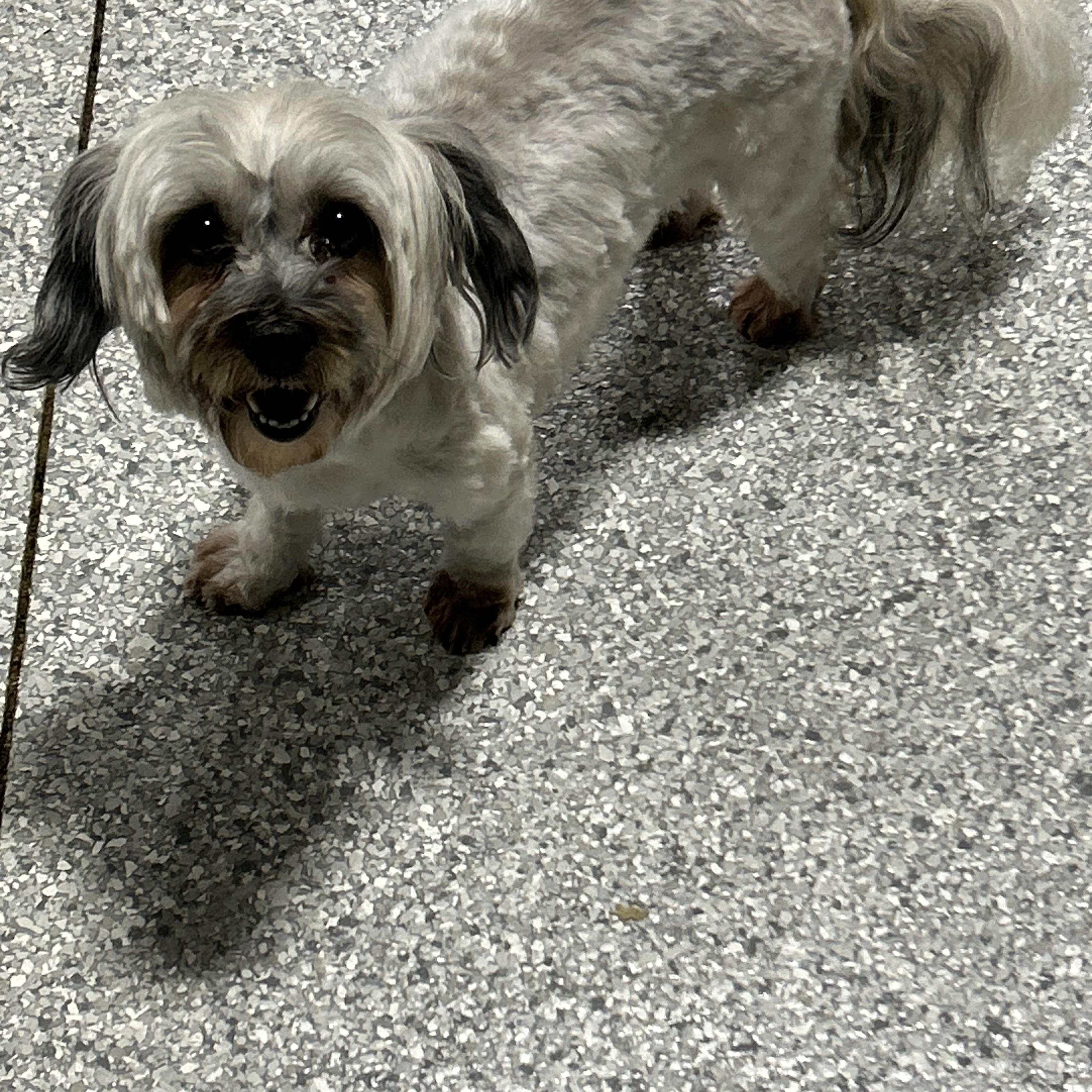 Enlarge Dixie 11 lbs, a Adoptable Havanese in Maumee , OH image 1/4