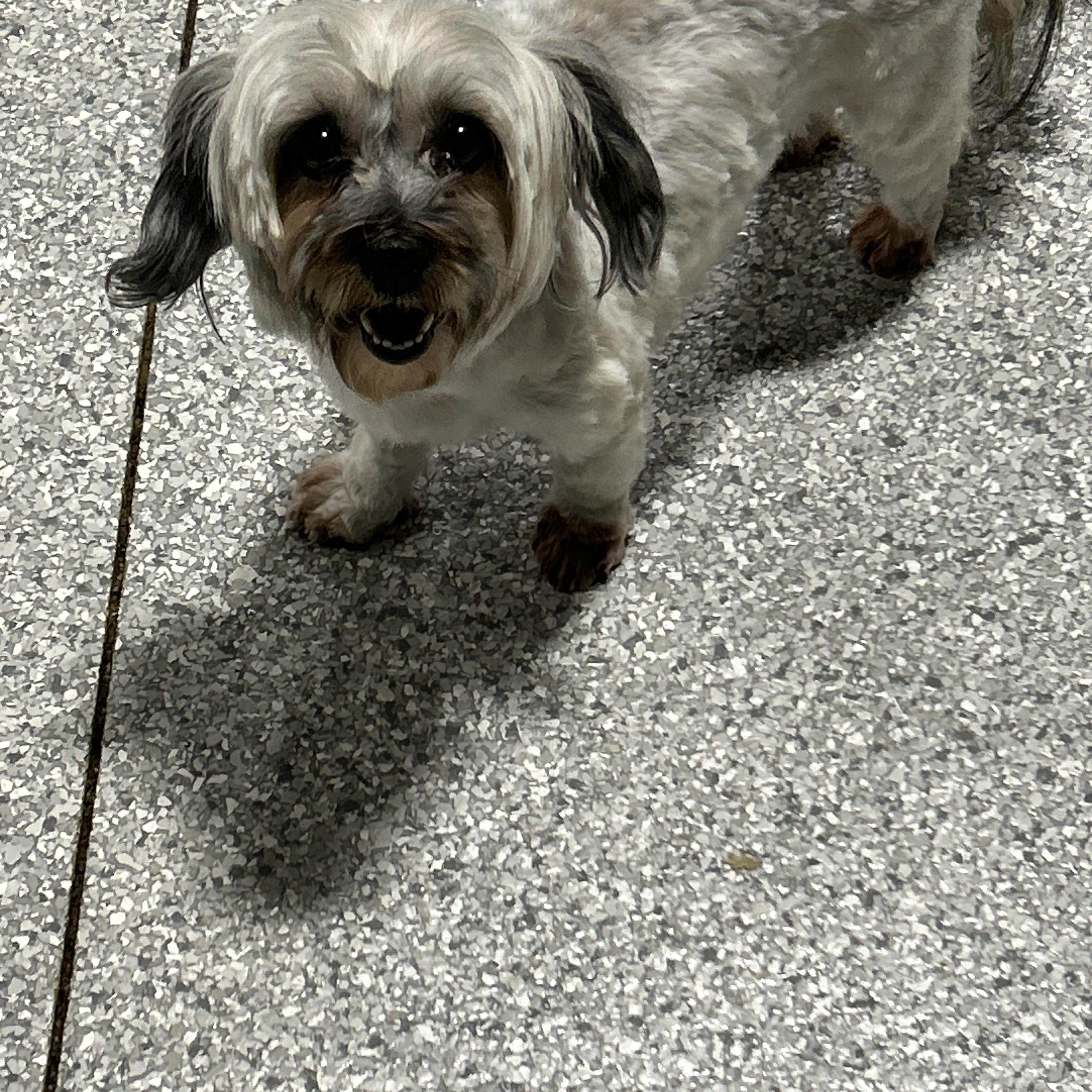Enlarge Dixie 11 lbs, a Adoptable Havanese in Maumee , OH image 2/4