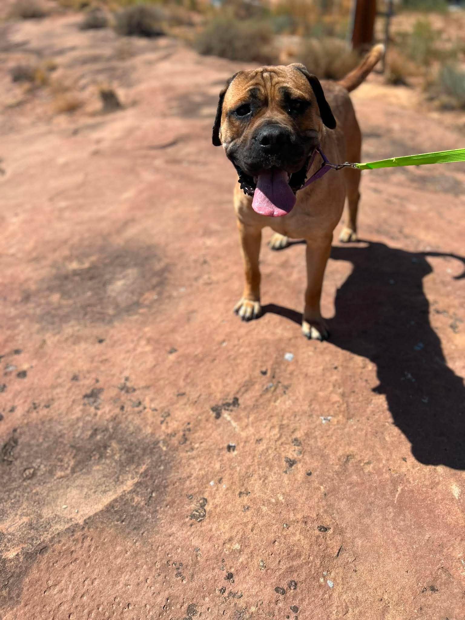Athena, a ADOPTABLE Bullmastiff in Roosevelt, UT image 3/4