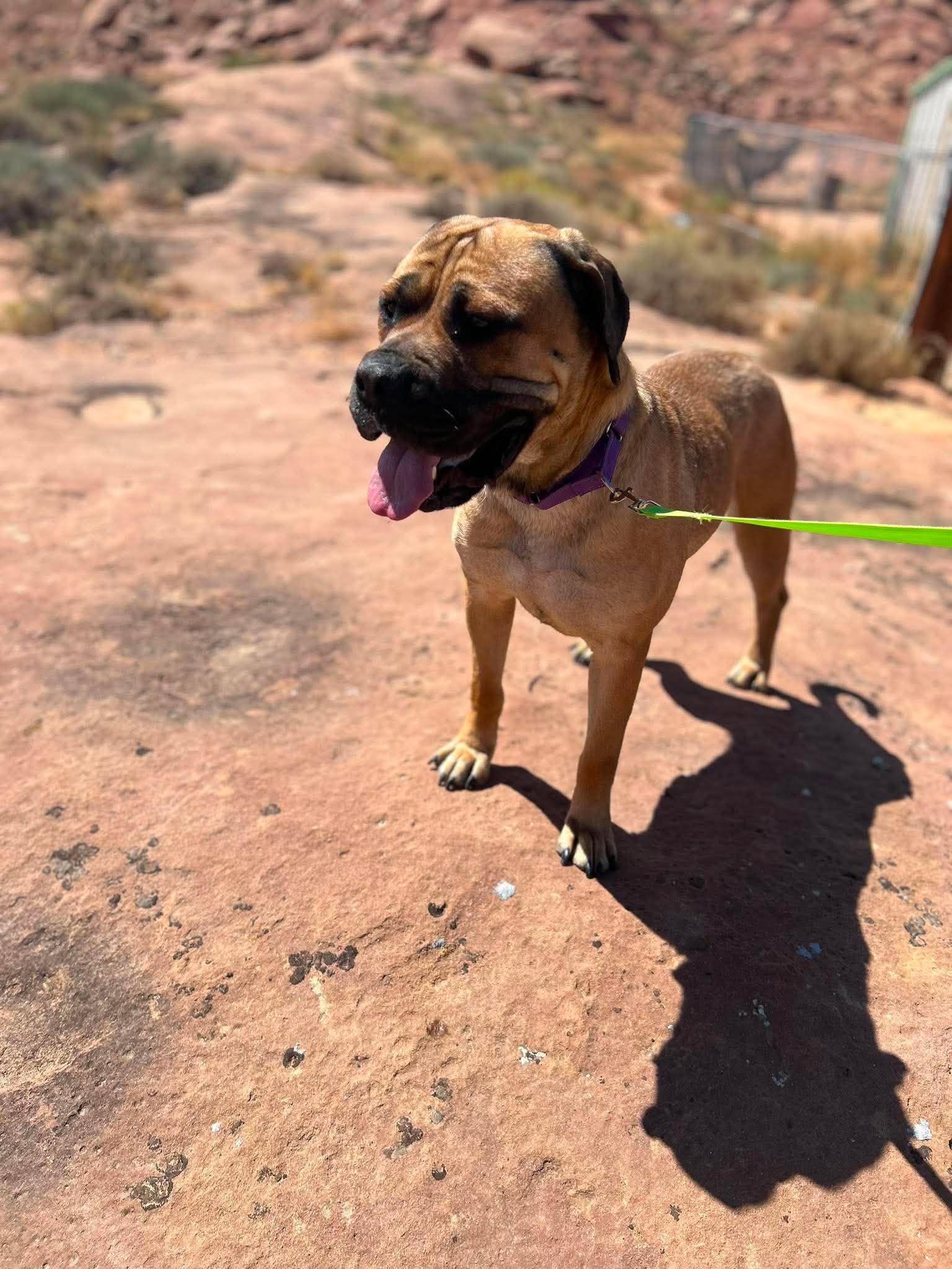 Athena, ADOPTABLE, Adult Female Bullmastiff.