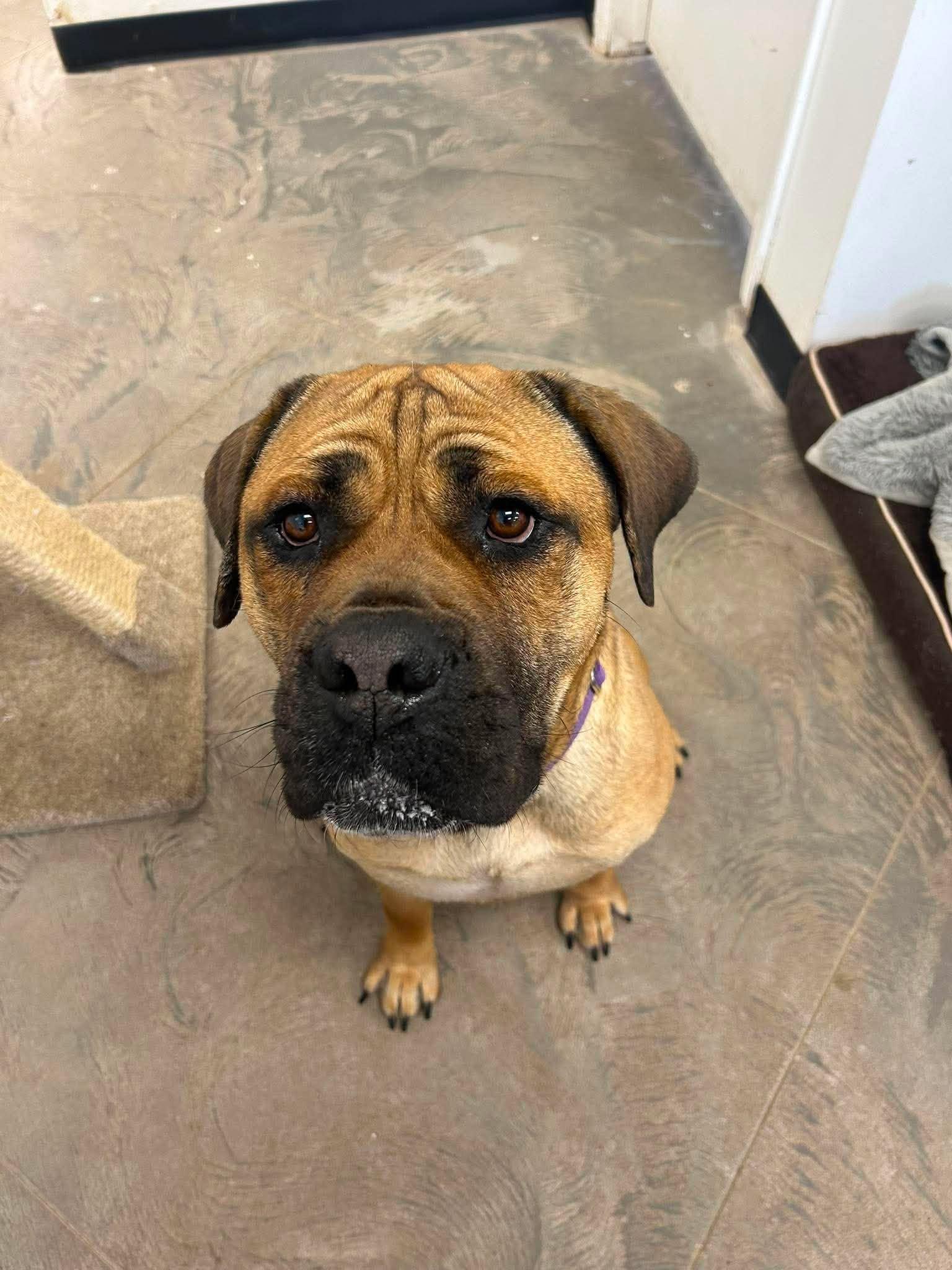 Athena, a ADOPTABLE Bullmastiff in Roosevelt, UT image 2/4