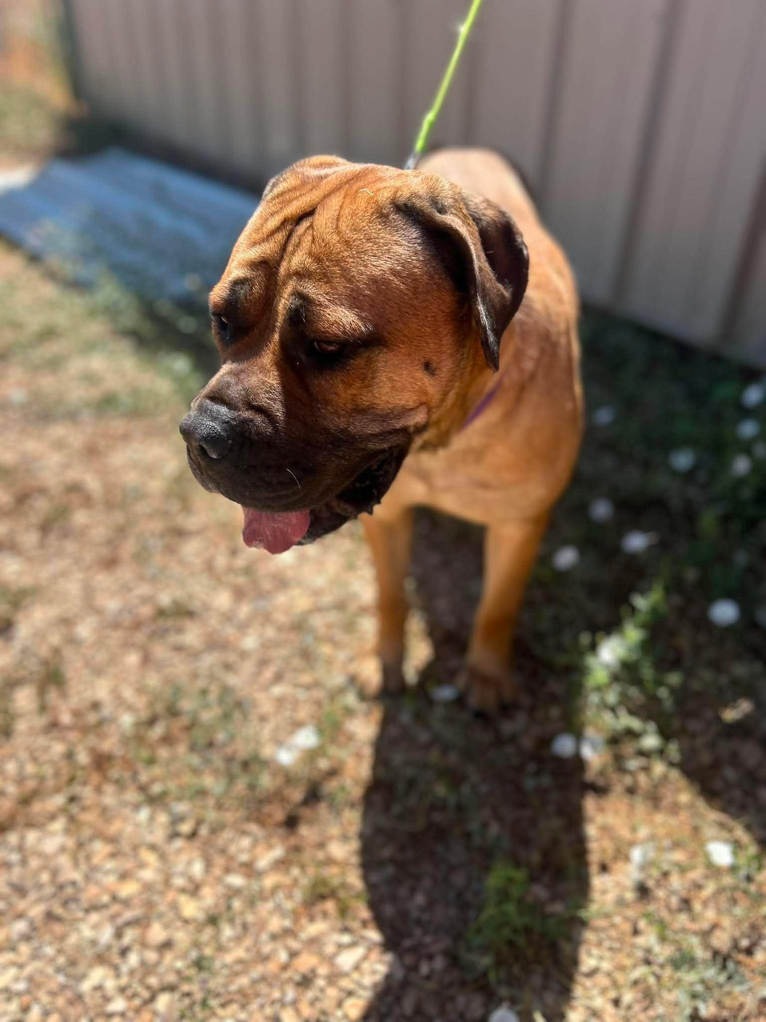 Athena, a ADOPTABLE Bullmastiff in Roosevelt, UT image 4/4