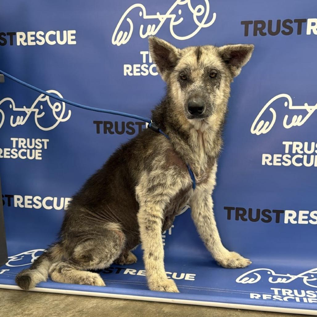 Enlarge CAMILLA, a Adoptable Shepherd in Berlin, NJ image 2/6