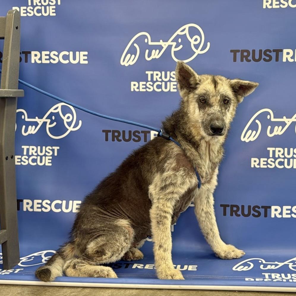 Enlarge CAMILLA, a Adoptable Shepherd in Berlin, NJ image 3/6