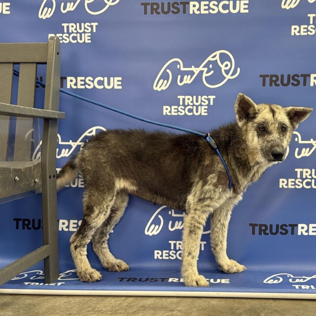 Enlarge CAMILLA, a Adoptable Shepherd in Berlin, NJ image 4/6