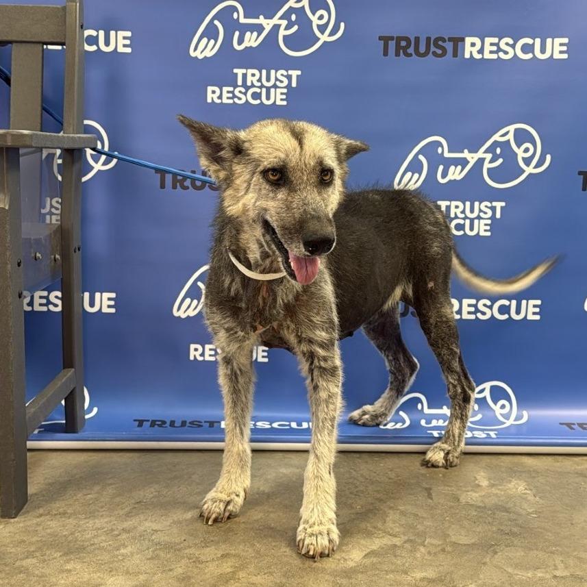 Enlarge CAMILLA, a Adoptable Shepherd in Berlin, NJ image 5/6