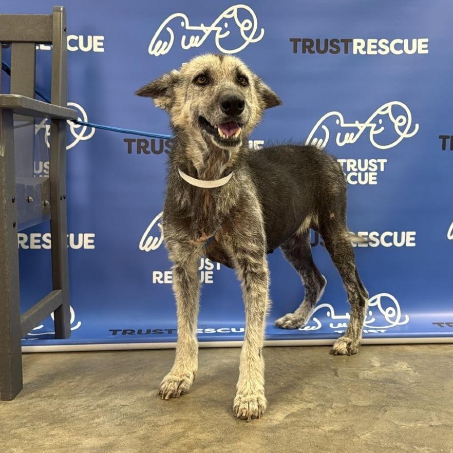 CAMILLA, Adoptable, Adult Female Shepherd.