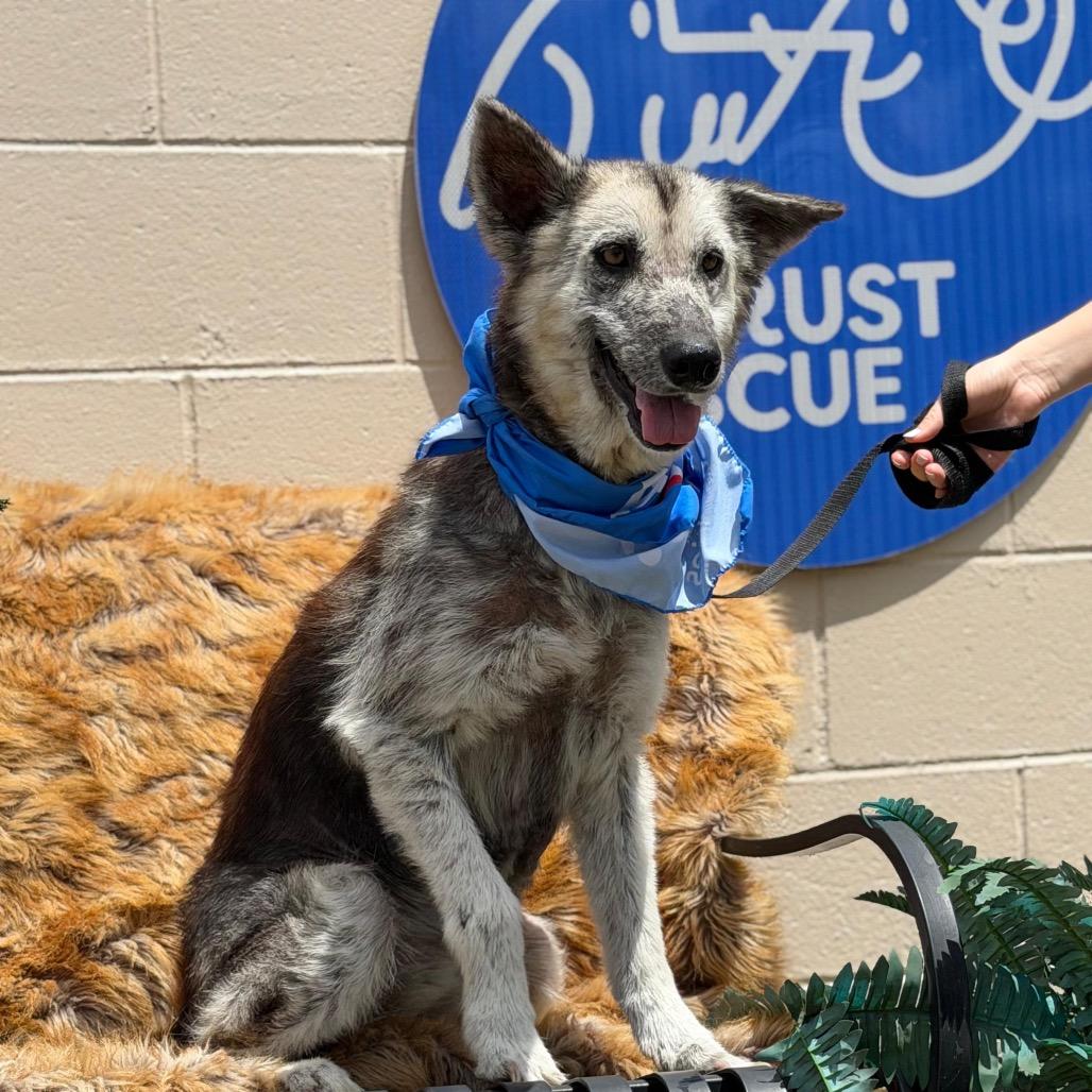 CAMILLA, Adoptable, Adult Female Shepherd.