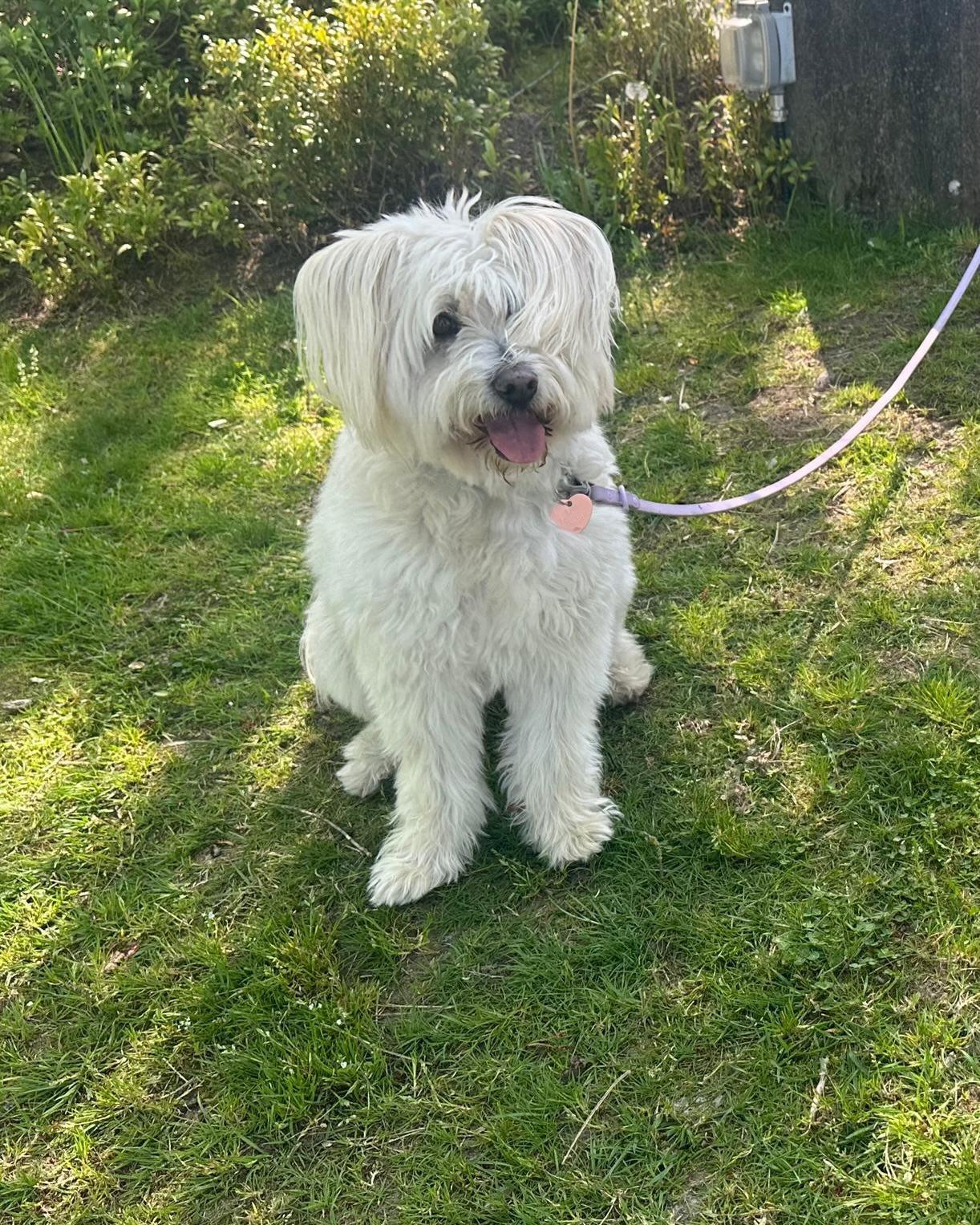 SANDY, a ADOPTABLE mixed breed in Coquitlam, BC image 3/5