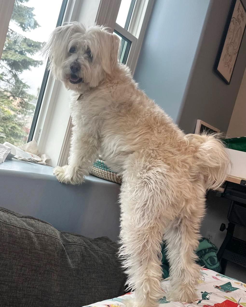 SANDY, a ADOPTABLE mixed breed in Coquitlam, BC image 4/5