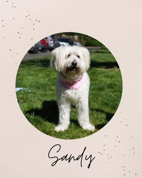 SANDY, ADOPTABLE, Adult Female Cairn Terrier.