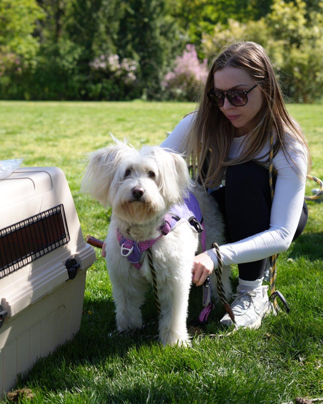 SANDY, a ADOPTABLE mixed breed in Coquitlam, BC image 5/5