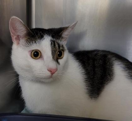 Enlarge Joey, a Adoptable Domestic Short Hair image 1/1