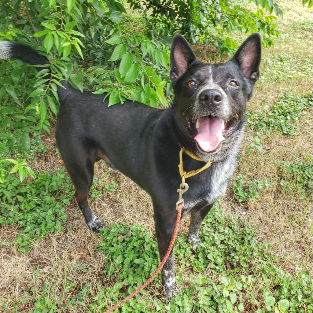 Enlarge Ulysses, a Adoptable mixed breed in Austin, TX image 1/6