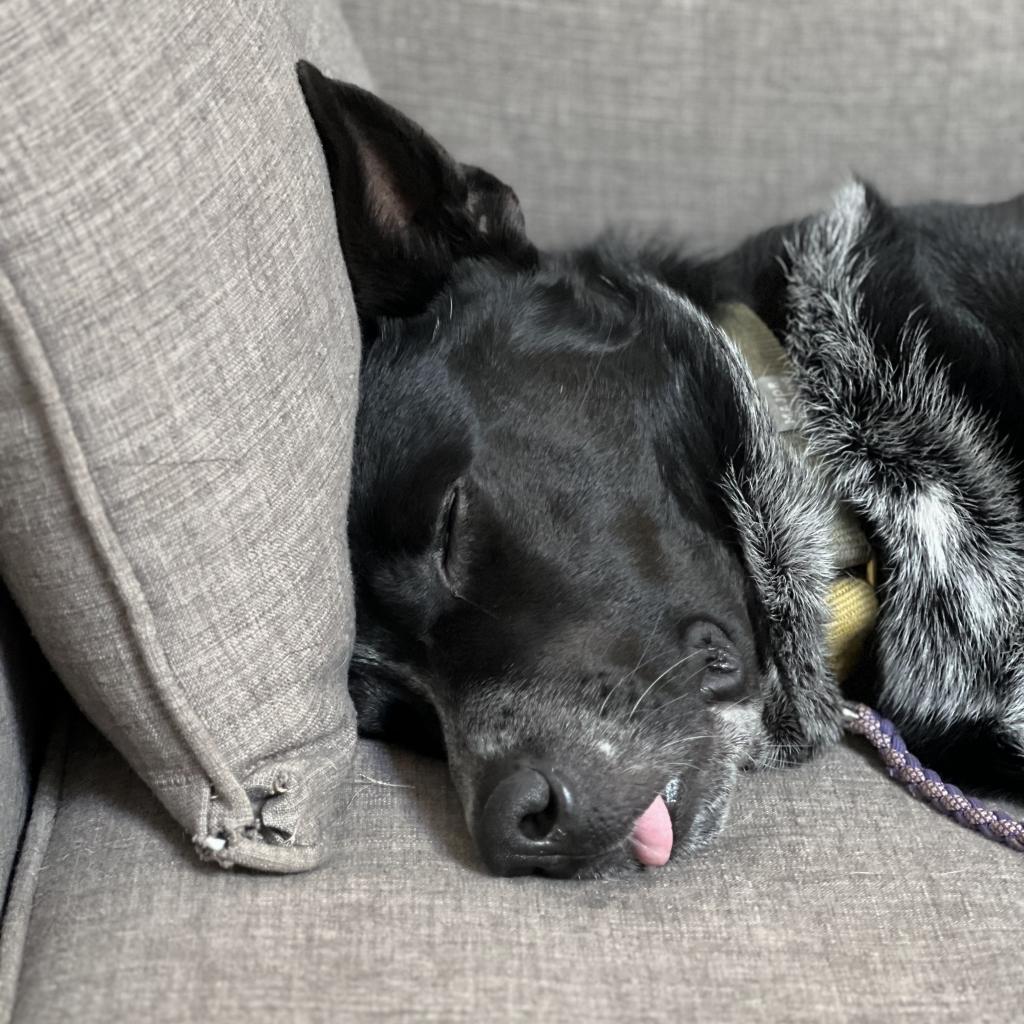 Enlarge Ulysses, a Adoptable mixed breed in Austin, TX image 1/6