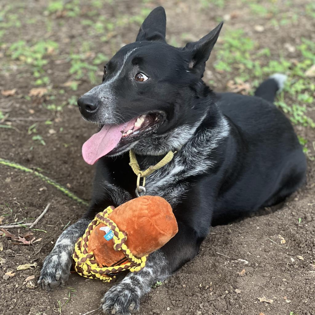 Enlarge Ulysses, a Adoptable mixed breed in Austin, TX image 4/6