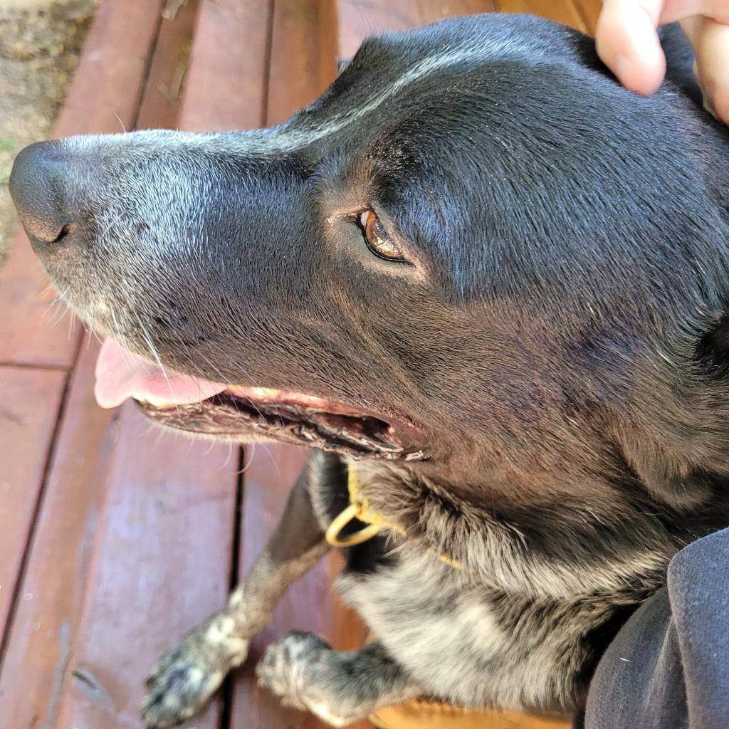 Enlarge Ulysses, a Adoptable mixed breed in Austin, TX image 5/6