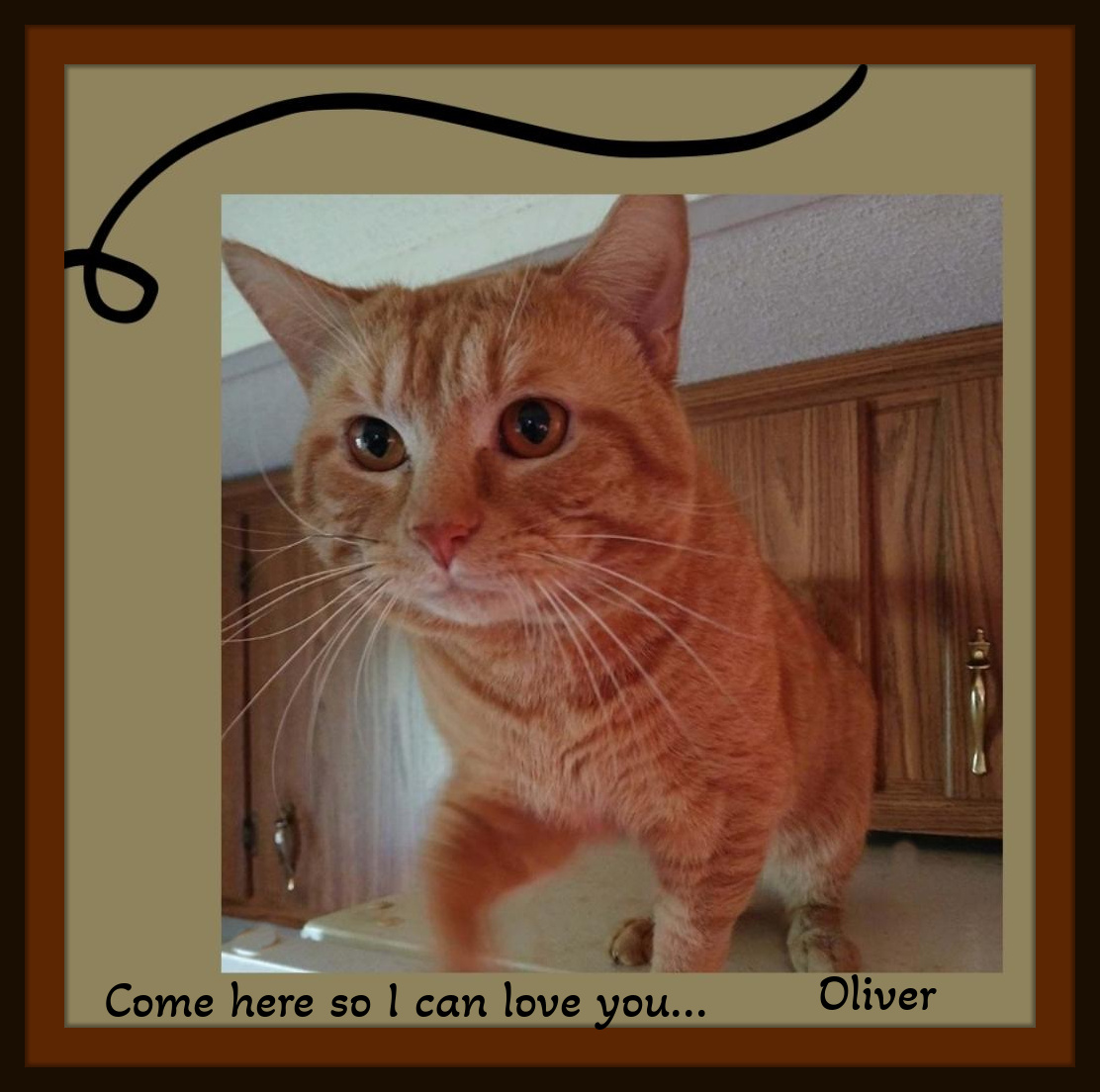 Oliver & Millie, Adoptable, Young Male Domestic Short Hair.