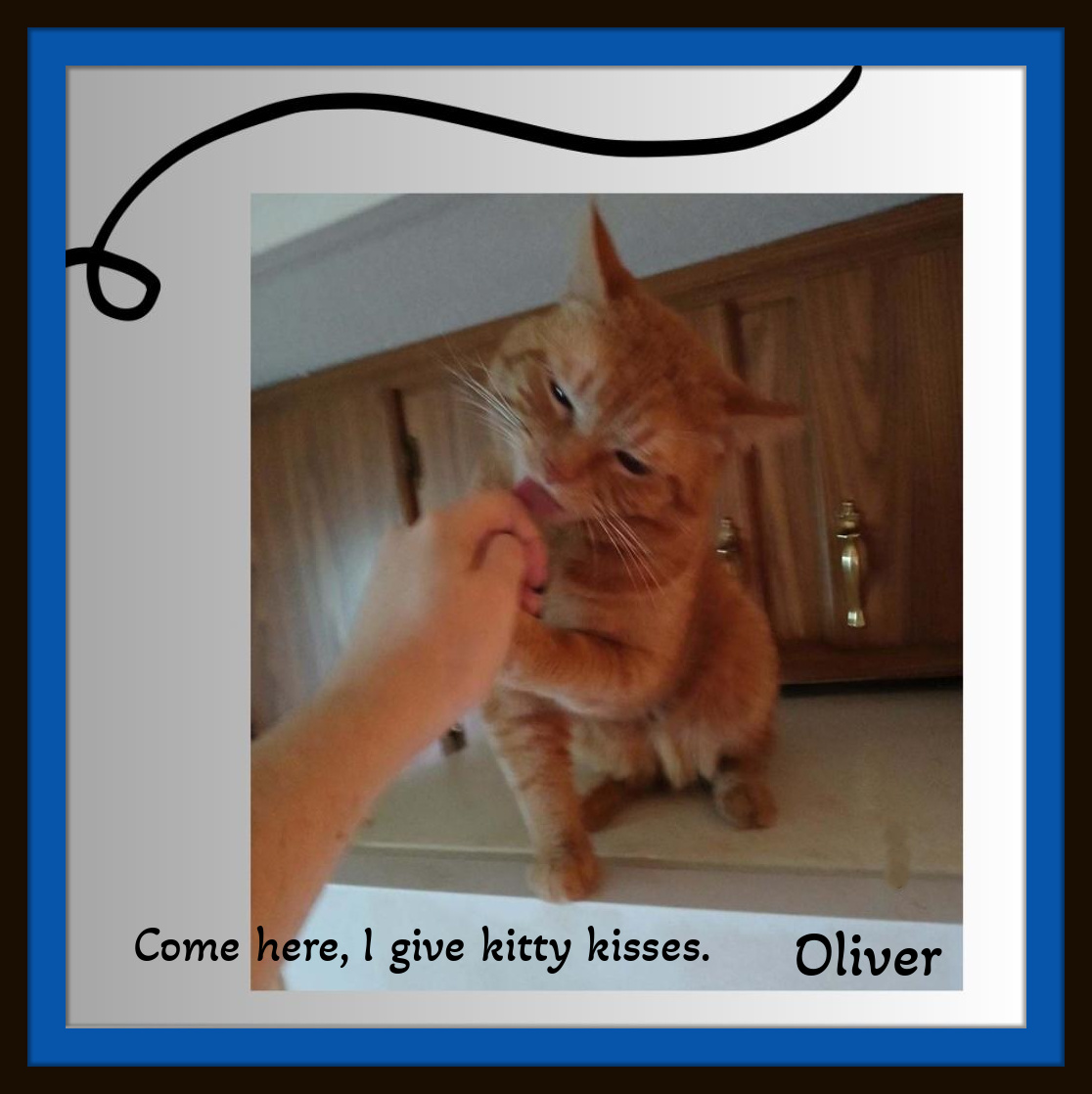 Enlarge Oliver & Millie, a Adoptable Domestic Short Hair in Snow Camp, NC image 2/4