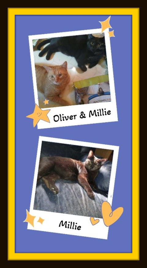 Enlarge Oliver & Millie, a Adoptable Domestic Short Hair in Snow Camp, NC image 3/4
