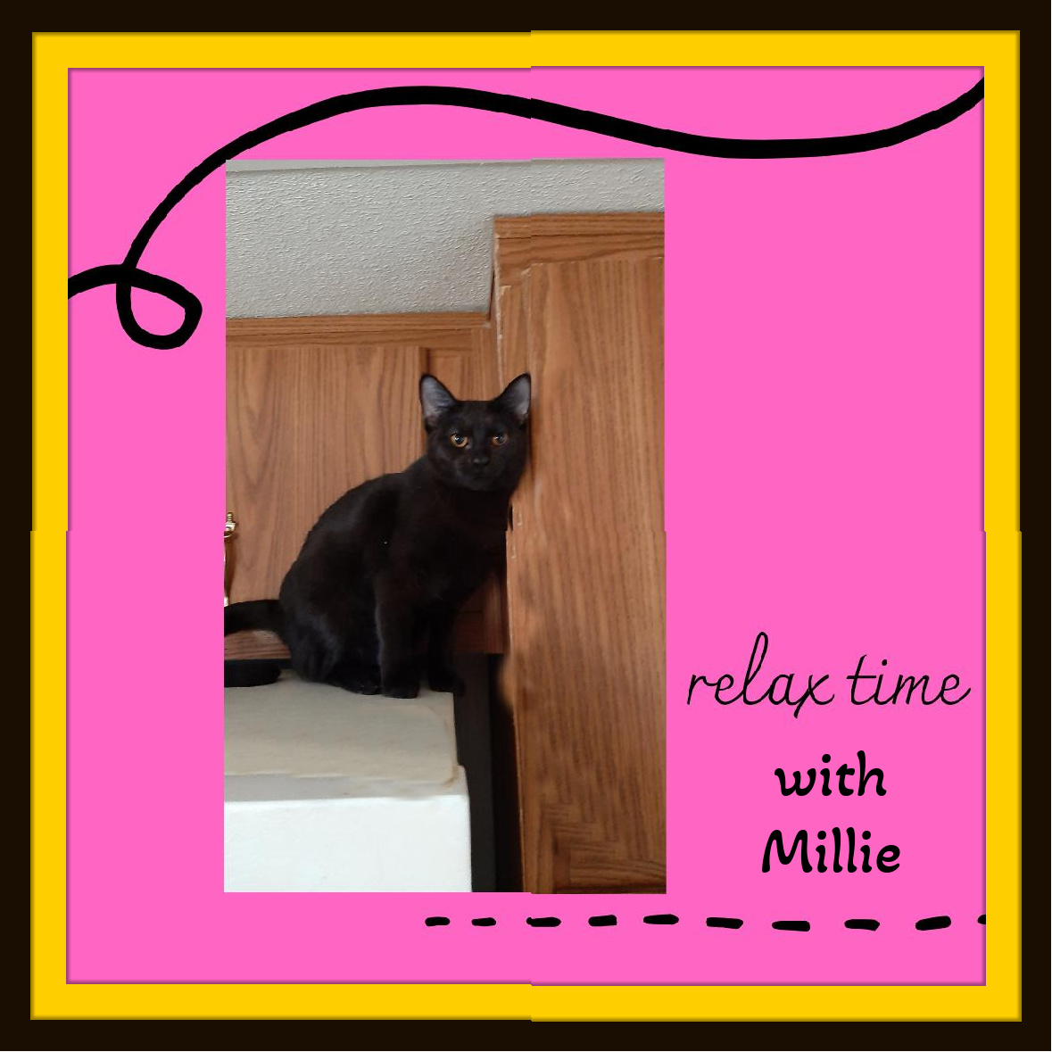 Enlarge Oliver & Millie, a Adoptable Domestic Short Hair in Snow Camp, NC image 4/4