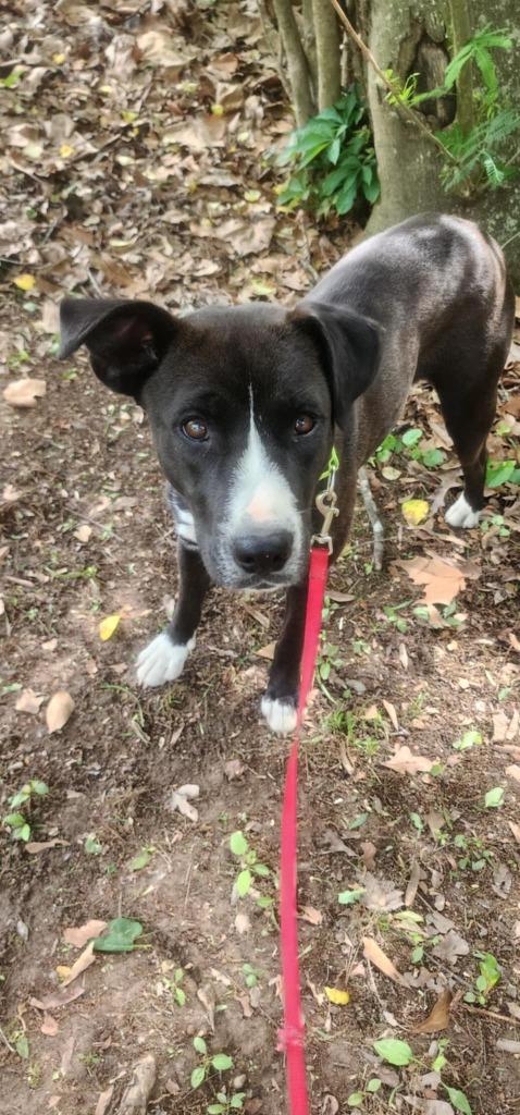 Carrie, a Adoptable mixed breed in Fond Du Lac, WI image 1/4