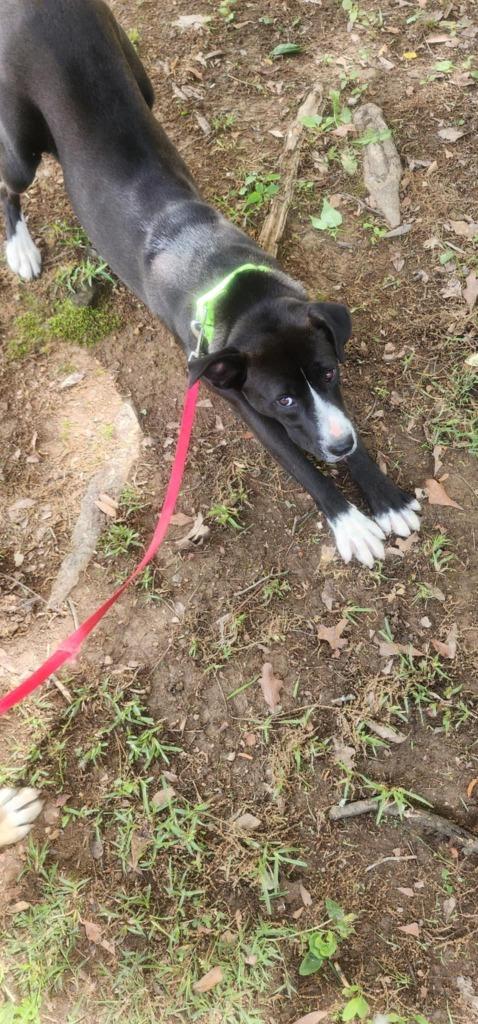 Carrie, a Adoptable mixed breed in Fond Du Lac, WI image 2/4