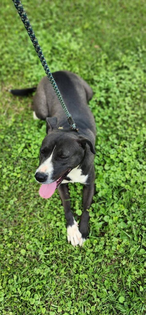 Carrie, a Adoptable mixed breed in Fond Du Lac, WI image 3/4