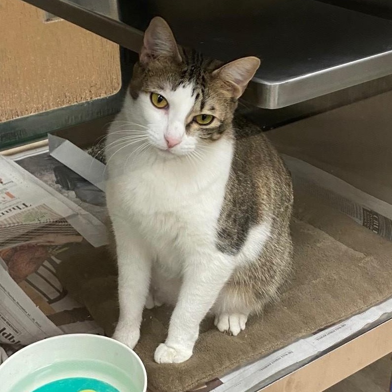 Daisy A205507, adoptable, Young Female Domestic Short Hair.