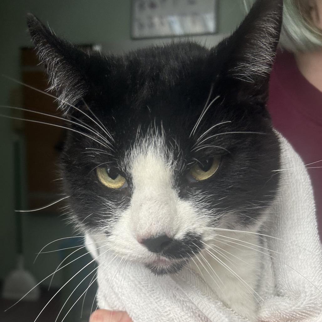 Tommy, Adoptable, Adult Male Domestic Short Hair.