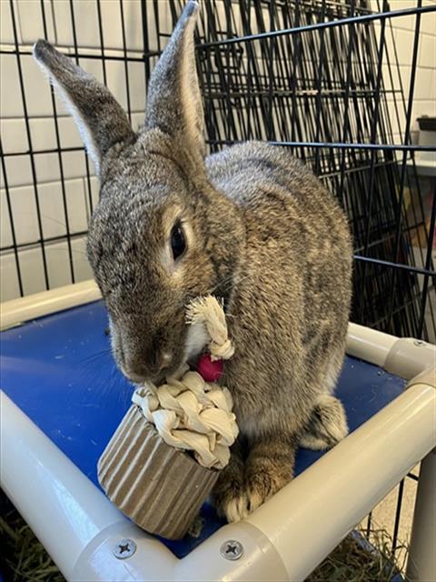 IVY, Adoptable, Adult Female Bunny Rabbit.