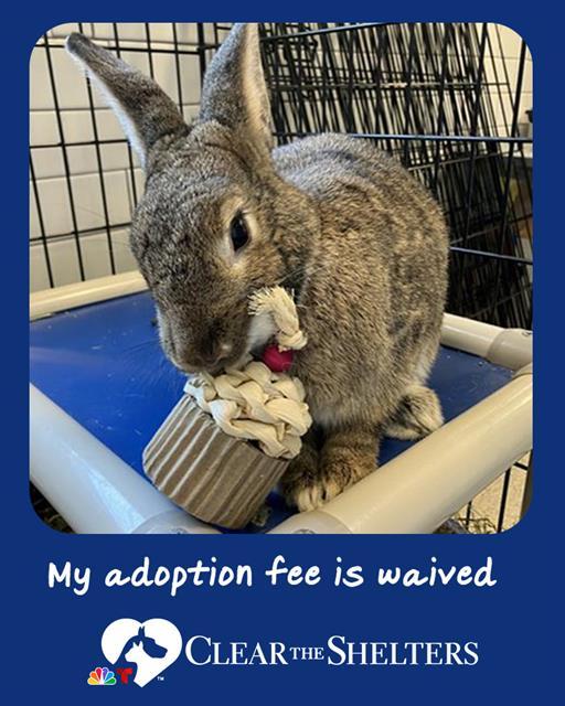 IVY, Adoptable, Adult Female Bunny Rabbit.