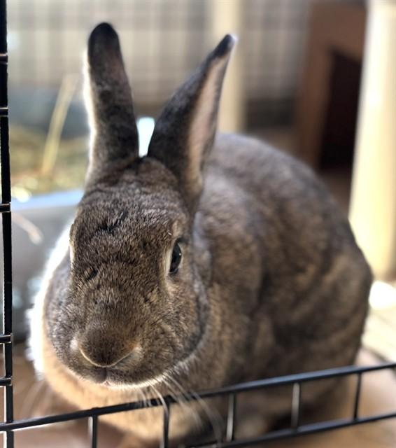 IVY, Adoptable, Adult Female Bunny Rabbit.