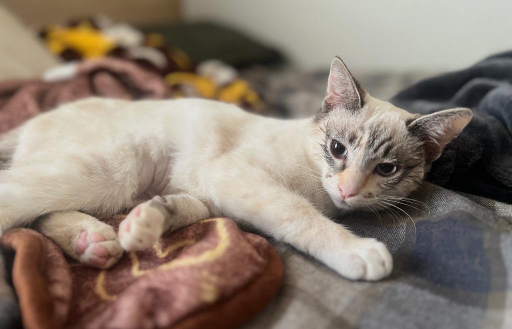 Marill, Adoptable, Kitten Female Domestic Short Hair.