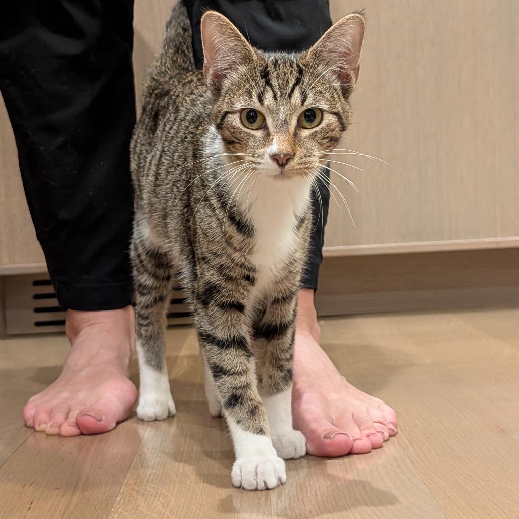 Cowboy (bonded with Astro), Adoptable, Young Male Domestic Short Hair.