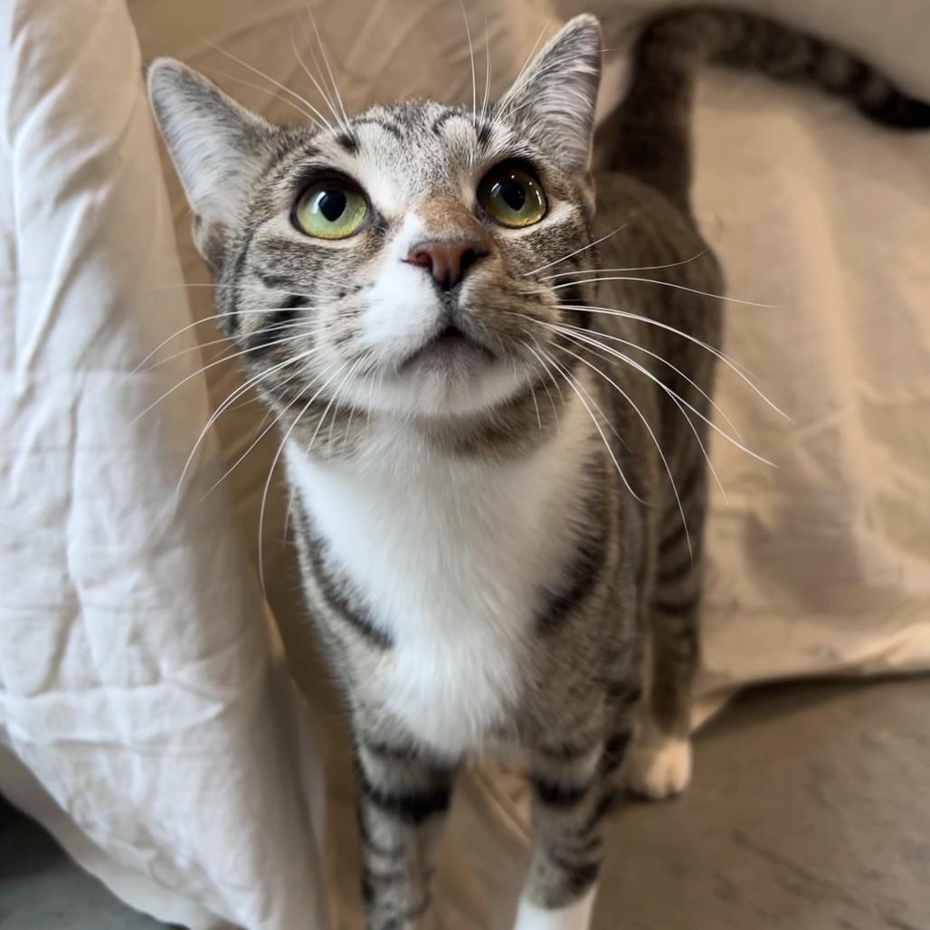 Cowboy (bonded with Astro), Adoptable, Young Male Domestic Short Hair.