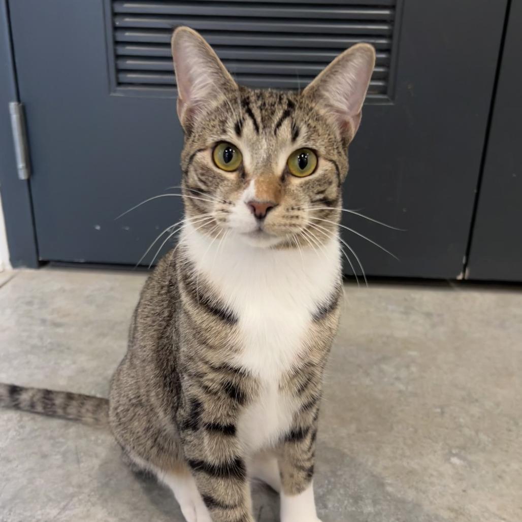 Enlarge Cowboy (bonded with Astro), a Adoptable mixed breed in Chicago, IL image 4/6