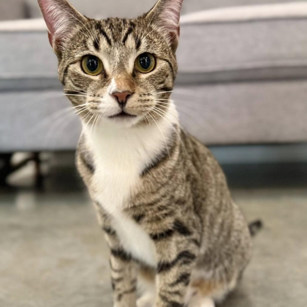 Cowboy (bonded with Astro) — thumbnail 5