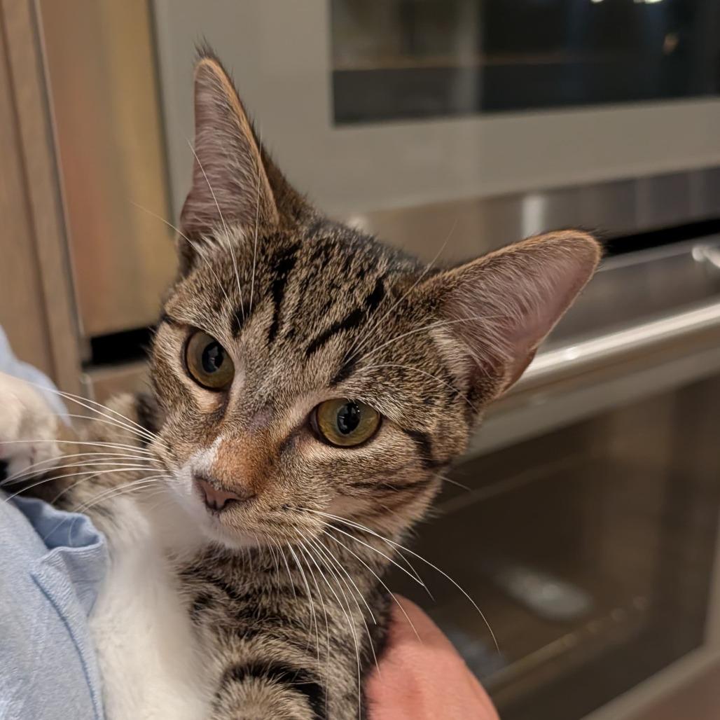 Cowboy (bonded with Astro) — thumbnail 6