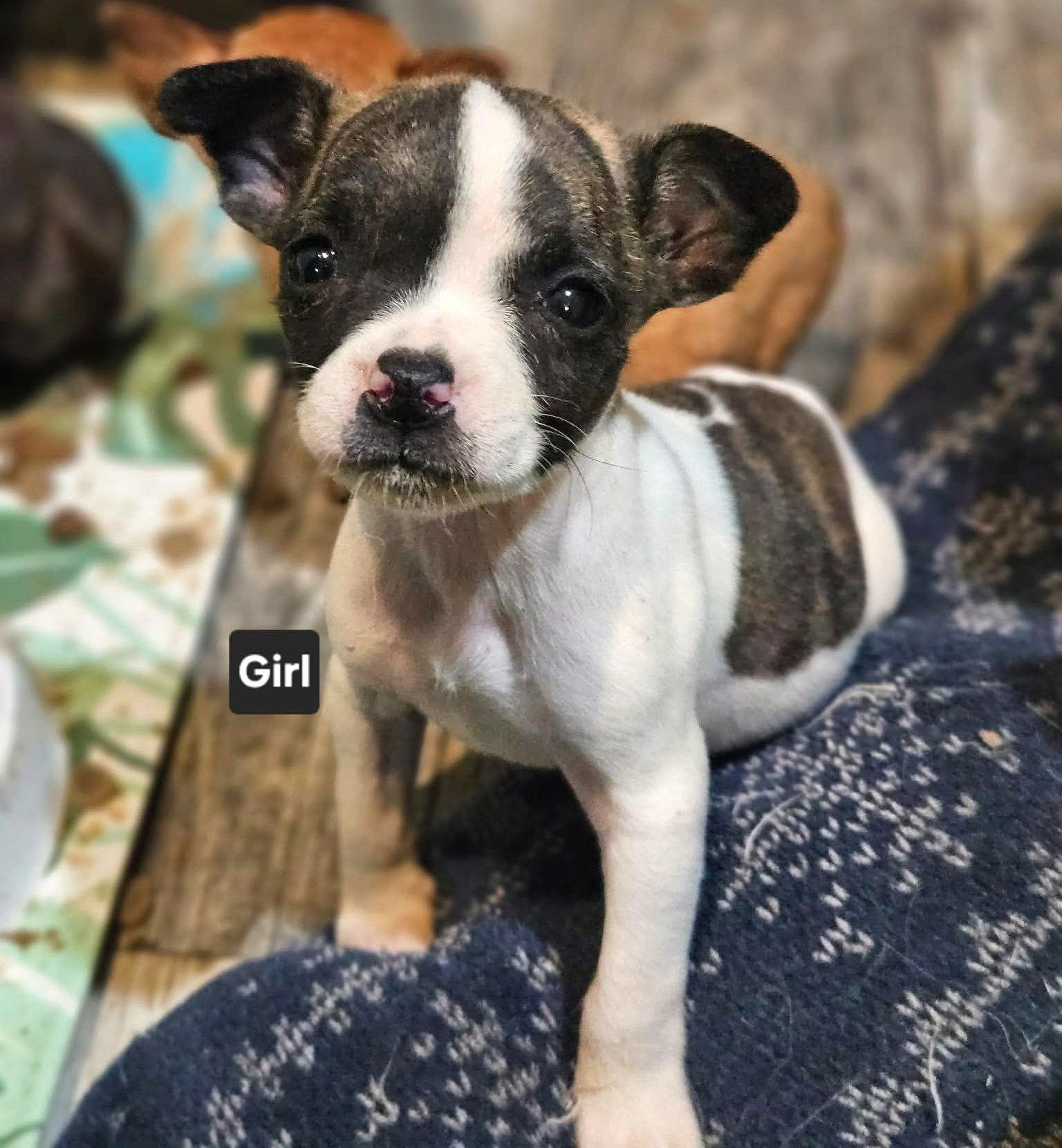 Divinity Calligrace, Adoptable, Puppy Female Boston Terrier & Chihuahua.