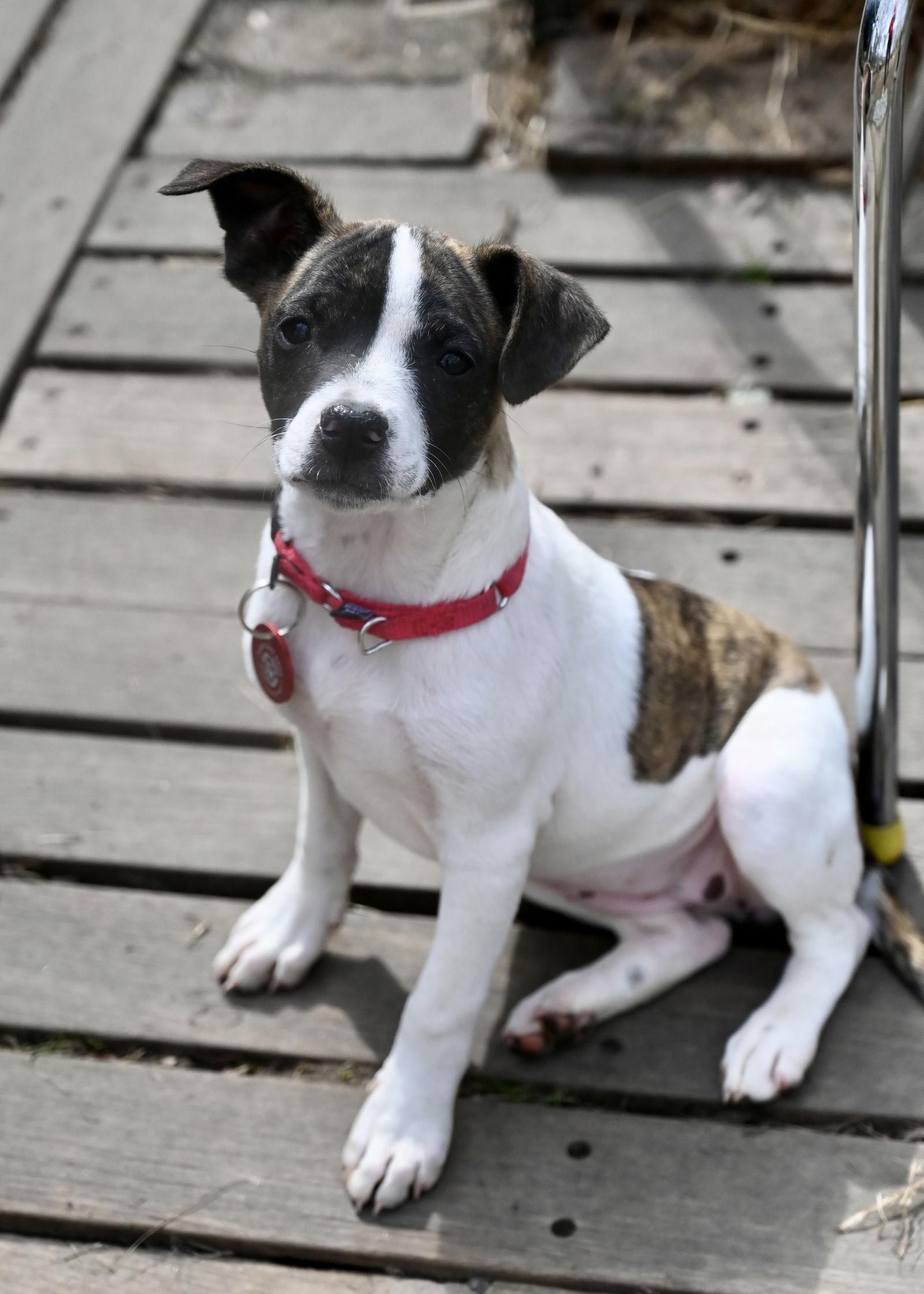 Enlarge Divinity Calligrace *LOCAL*, a Adoptable mixed breed in Wakefield, RI image 1/3